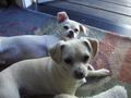 Picture 017