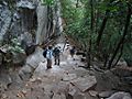 Up the mist trail