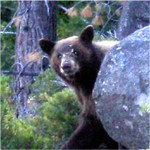 Emeraldbaybear