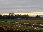 Picture_608