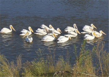 Picture_720